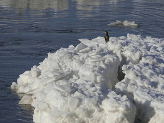 Drift ice on the Elbe in January © Klaus Schulz
