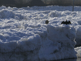 Drift ice on the Elbe in January © Klaus Schulz