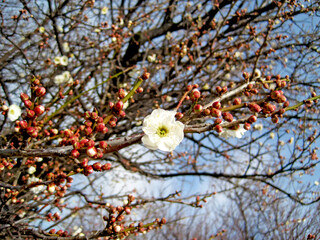 The white plum blossoms have begun to bloom
