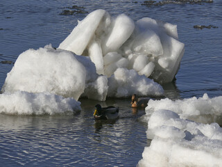 Drift ice on the Elbe in January © Klaus Schulz