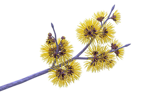 Yellow Witch Hazel Blossoms on a Branch