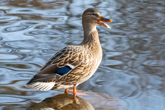 Stockente