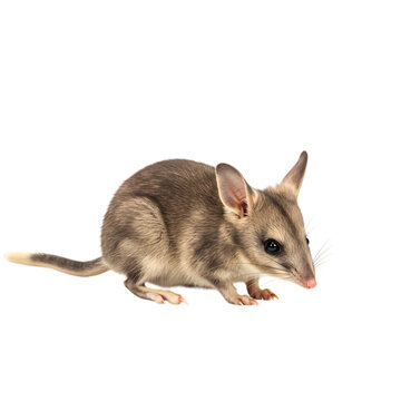 Isolated Australian bilby animal side view, clean transparency cut-out for creative use