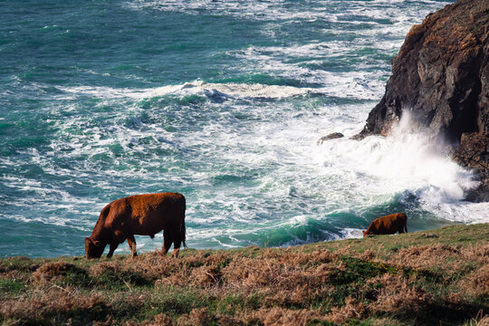 Ruby Red cattle grazing on grass on coastal clifftop 