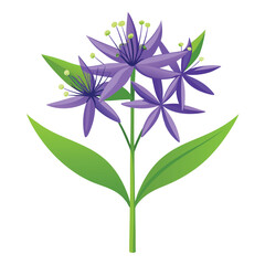 vector illustration of amsonia ciliata