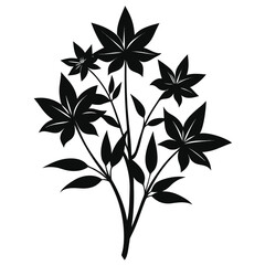 amsonia ciliata black vector