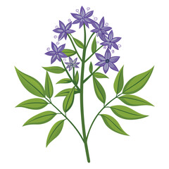 amsonia ciliata flower vector with branch