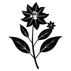 amsonia ciliata flower silhouette on white