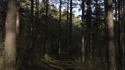 Mystery Woods Scene, Enchanted Forest During Evening, Silent Wooded Trail Beneath Fading Daylight