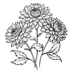 amaryllis flower line art on white background