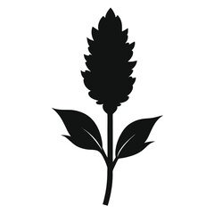 amaranthus flower silhouette vector isolated