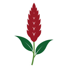 amaranthus on white background