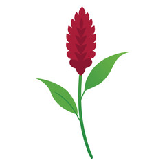 amaranthus flower vector isolated on white background