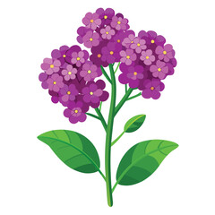 alyssum purple flower vector on white background