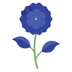 ageratum blue danube on white background