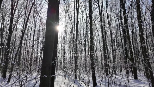 Snowy winter in the forest with falling snow, blue sky and sun