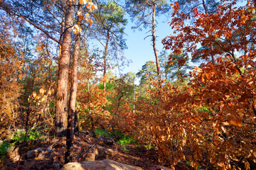 After a fire in Fontainebleau forest