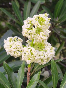Saptaparni (Alstonia scholaris) in Natural Habitat