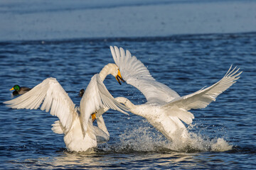 streitende Schw&auml;ne