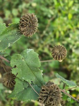 Indian Mallow Plant &ndash; An Important Herbal Medicine