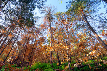 After a fire in Fontainebleau forest
