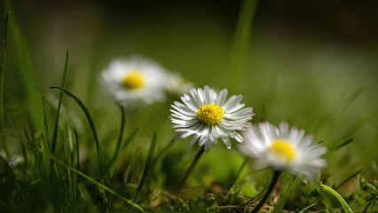 Close-up of white daisies with yellow centers blooming in green grass. Concept Close-up Flowers, White Daisies, Yellow-Centered Blooms, Green Grass Landscape, Nature Macro