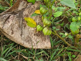 Physalis Fruit and Flower