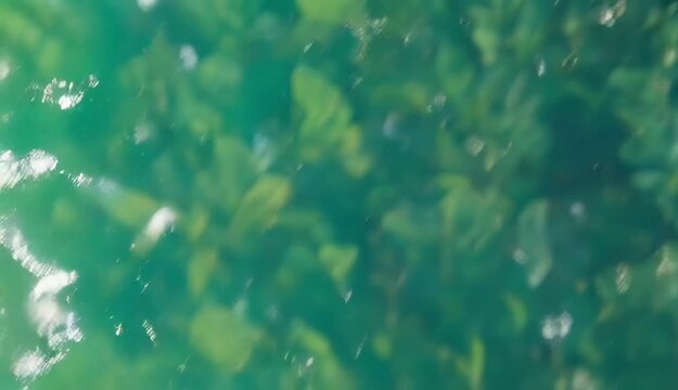 Underwater view of green aquatic plants, blurry river vegetation under water, emerald green pond surface with sunlight reflections