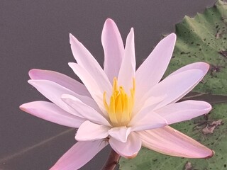 Water Lily its A Classic Aquatic Angiosperm