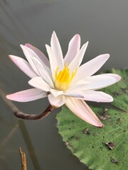 Water Lily its A Classic Aquatic Angiosperm