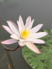 Water Lily its A Classic Aquatic Angiosperm