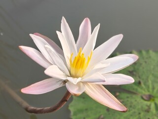 Water Lily its A Classic Aquatic Angiosperm