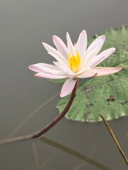 Water Lily its A Classic Aquatic Angiosperm