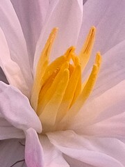 Water Lily its A Classic Aquatic Angiosperm