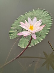 Water Lily its A Classic Aquatic Angiosperm