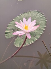 Water Lily its A Classic Aquatic Angiosperm