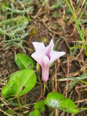 Floral Morphology of Morning Glories