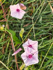 Floral Morphology of Morning Glories