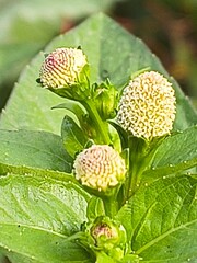 Nature&rsquo;s Beauty and The White Spot-Flower