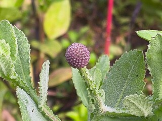 Morphology of Drumstick and Allium Plants