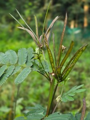 Giant Sensitive Plant and its Taxonomy and Adaptations