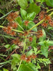 Sedge Plant its Structure and Identification