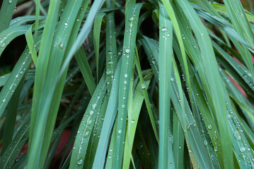 Fototapeta premium Rain droplets on lemongrass leaves (Cymbopogon citratus) in Vietnam, fresh green blades forming a dense natural texture, close-up detail with moist tropical garden mood.