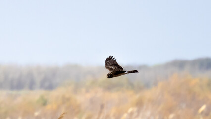 Obraz premium Female Hen Harrier (Circus cyaneus) Flying Over Akrotiri Marsh