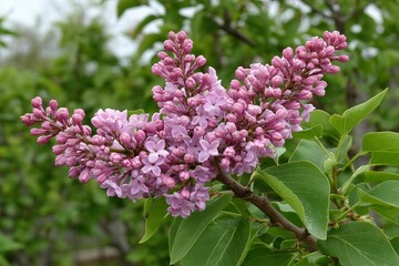 Obraz premium Purple flowers bloom in garden during spring season