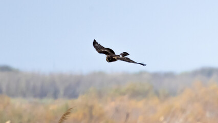 Female Hen Harrier (Circus cyaneus) Flying Over Akrotiri Marsh