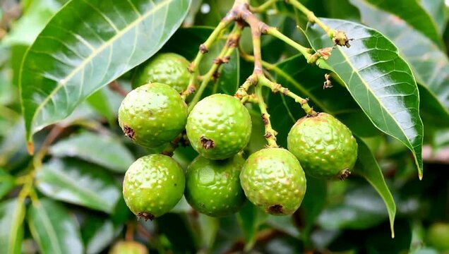 Close-up of langsat fruit growing naturally on a tropical tree, ideal for agriculture, food, and botanical content.