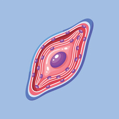 An illustration of a muscle cell showing elongated structure and internal components for anatomy and medical learning purposes.