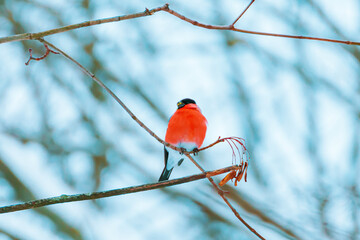 A bullfinch bird on a branch in a snowy winter park.