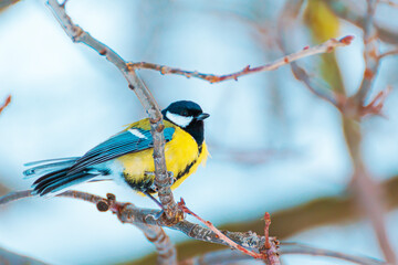 Obraz premium A titmouse perched on a branch in a snowy winter park.